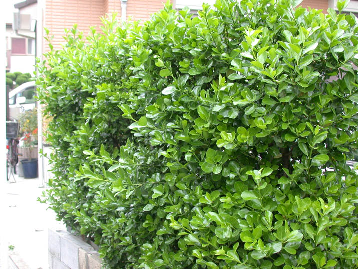 masaki090414.JPG 716��537 137K