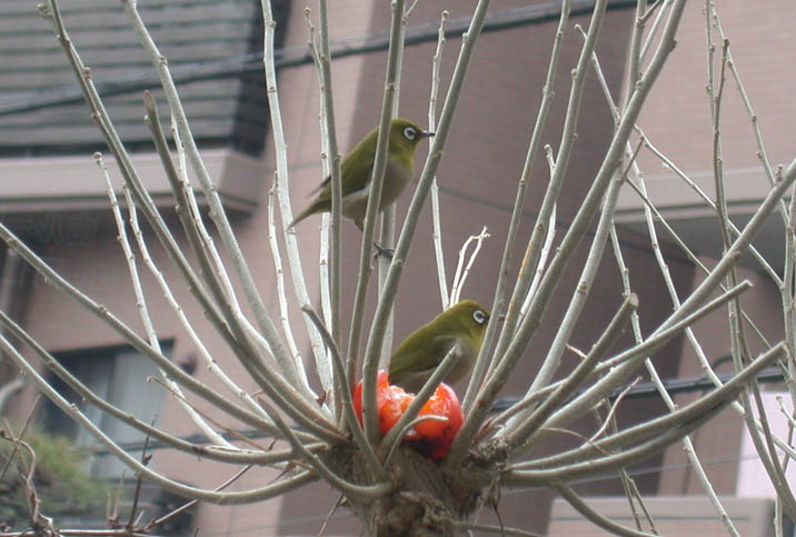 mejiro090127.JPG 716��483 68K