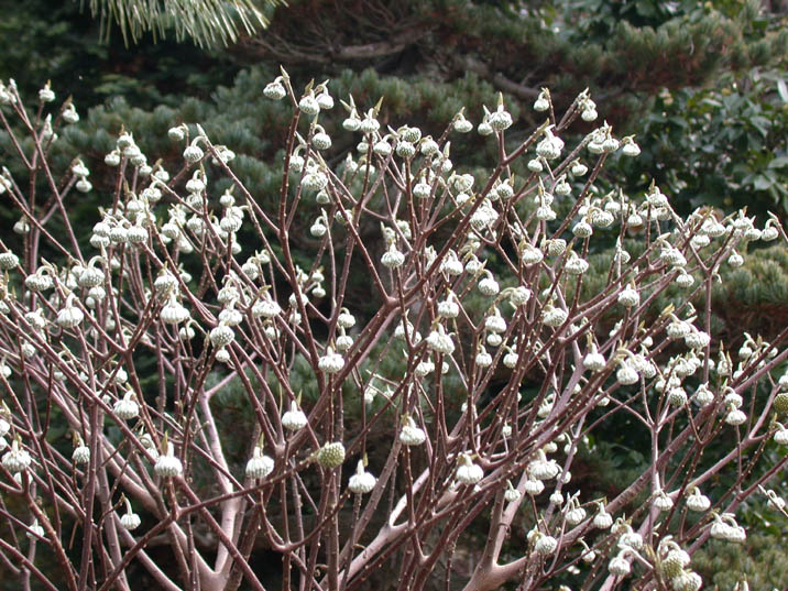 mitumata090117.JPG 716��537 135K