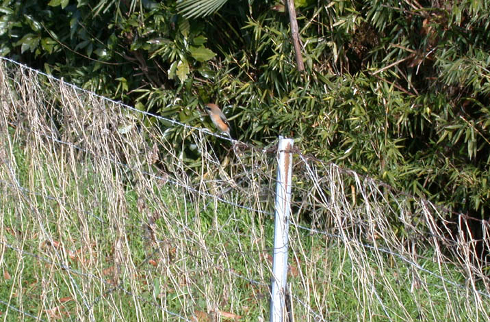 mozu090126.JPG 716��471 142K