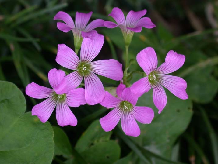 murasakikatabami090622.JPG 716��537 44K