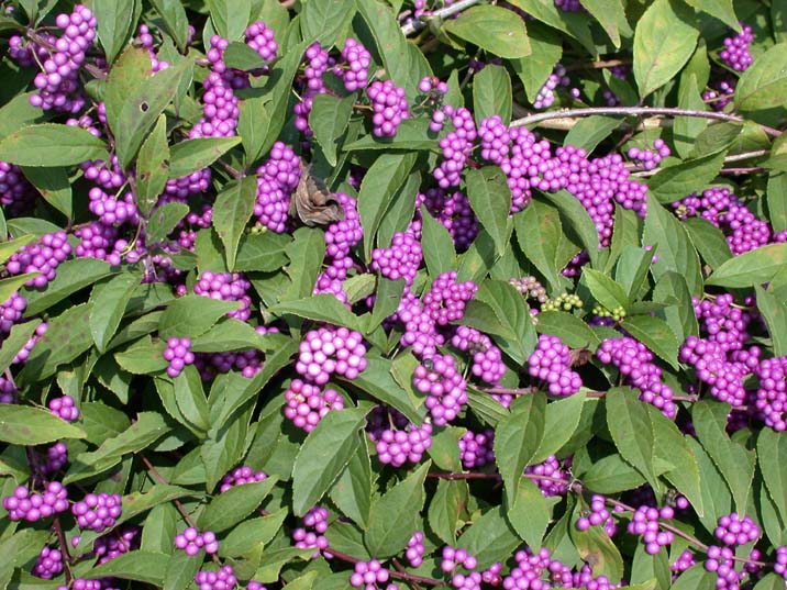 murasakisikibu091004.JPG 716��537 115K