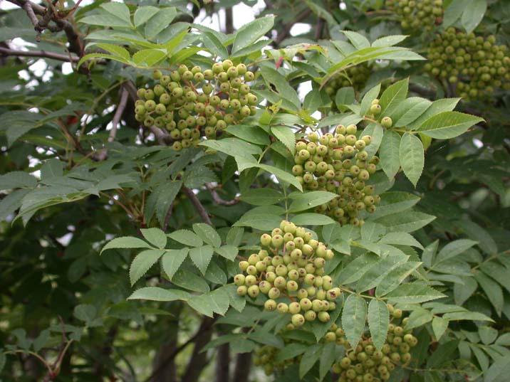 nanakamado090628-1.JPG 716��537 73K