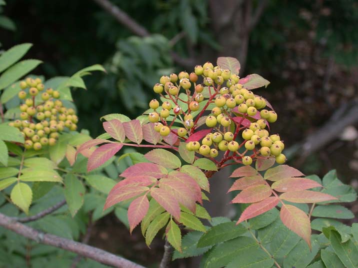 nanakamado090628.JPG 716��537 52K