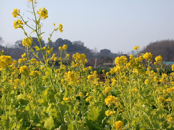 nanohana090101.JPG 716��537 108K