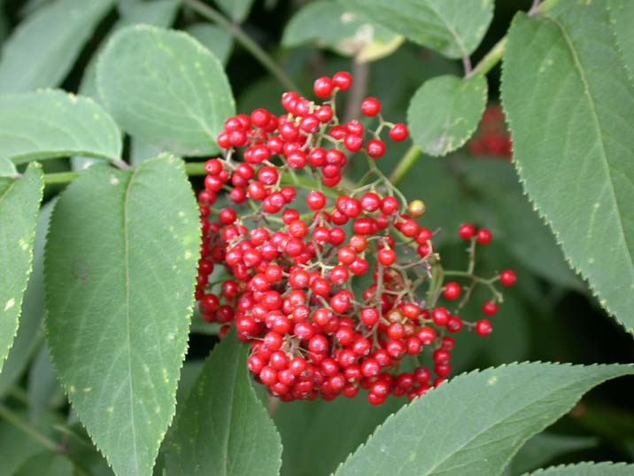 niwatoko090601.JPG 716��537 53K