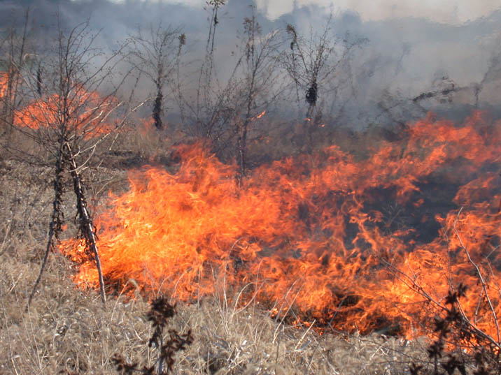 nobi090210.JPG 716��537 98K