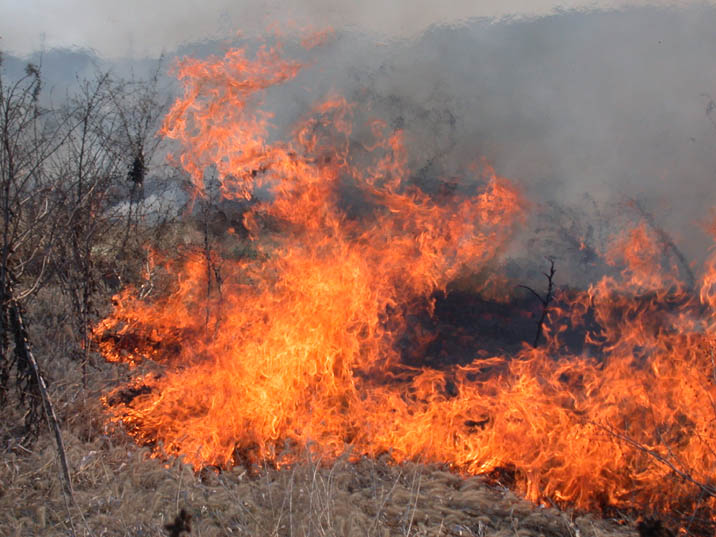 noyaki090210.JPG 716��537 85K