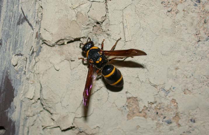 ohhutaobidorobati090720.JPG 716��464 51K