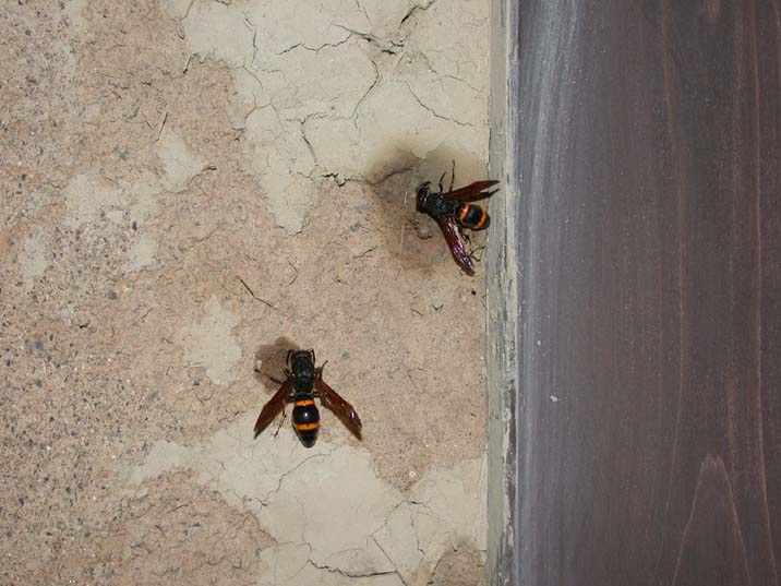 ohkabafusujidorobati090723.JPG 716��537 58K