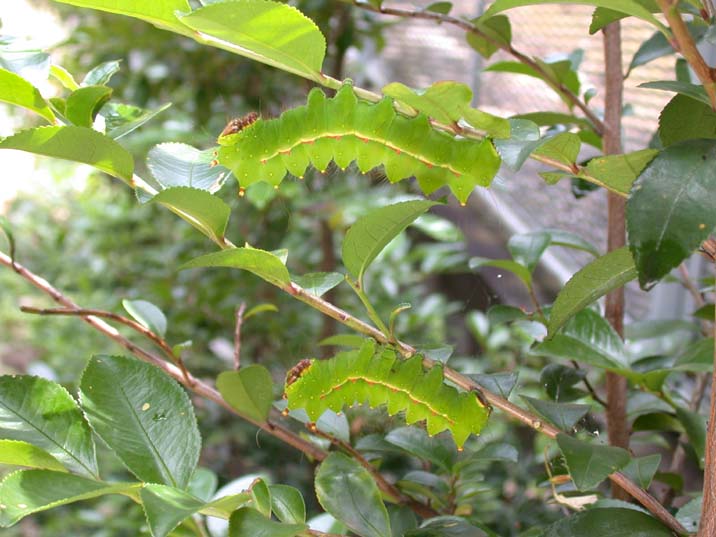 ohmizuao090720.JPG 716��537 64K