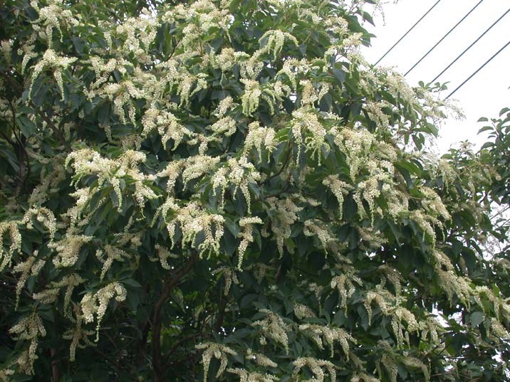 ryoubu090705.JPG 716��537 117K