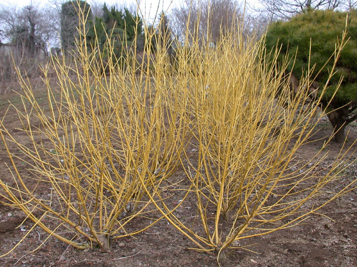 sangomizuki090201.JPG 716��537 151K