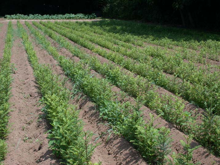 sansyobatake090718.JPG 716��537 105K