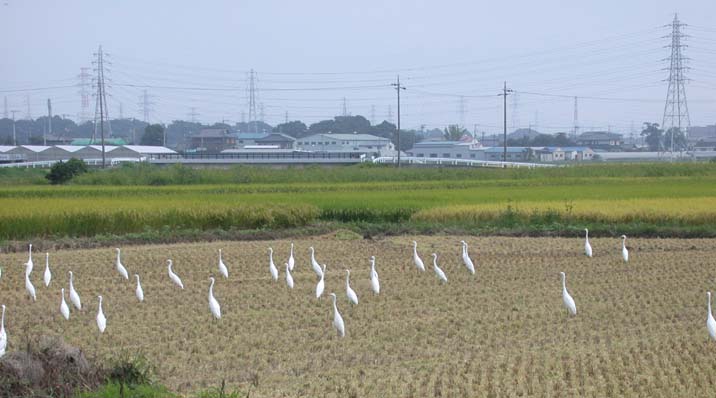 sirasagi090908.JPG 716��398 45K