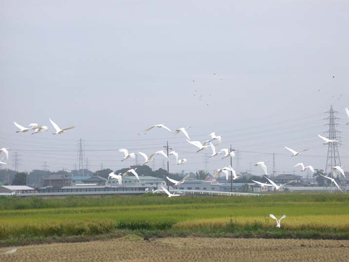 sirasagi090909.JPG 716��537 34K