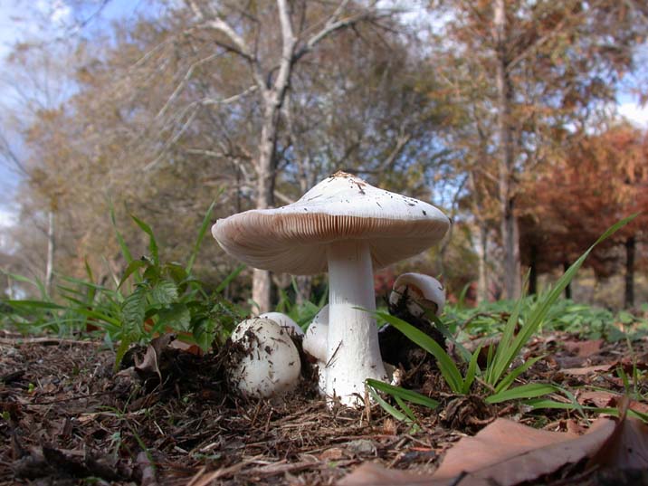 sirofukurotake091204.JPG 716��537 71K