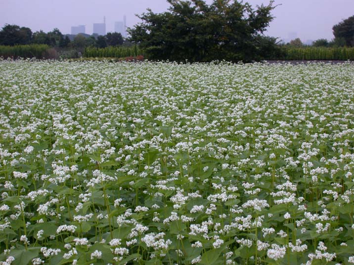 sobabatake090924.JPG 716��537 109K