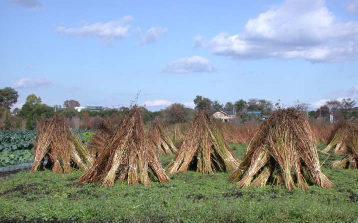 sobahosi091117.JPG 716��446 62K