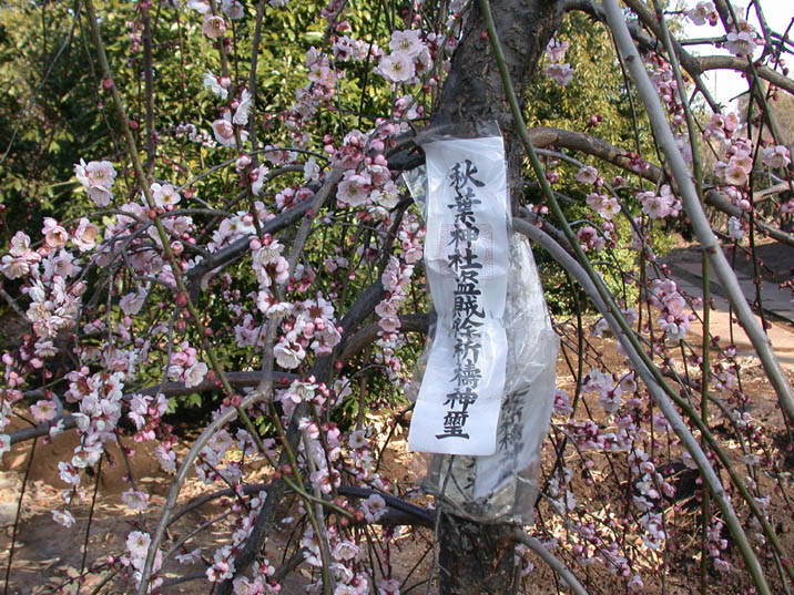 tounanyoke090222.JPG 716��537 154K