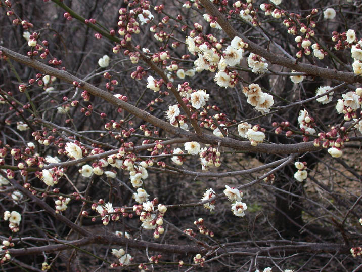 umenohana090201.JPG 716��537 115K