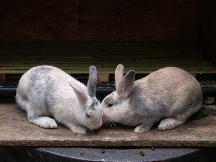 usagi090930.JPG 716��537 43K