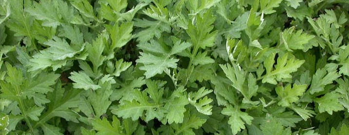 yomogi091117-1.jpg 716��277 106K