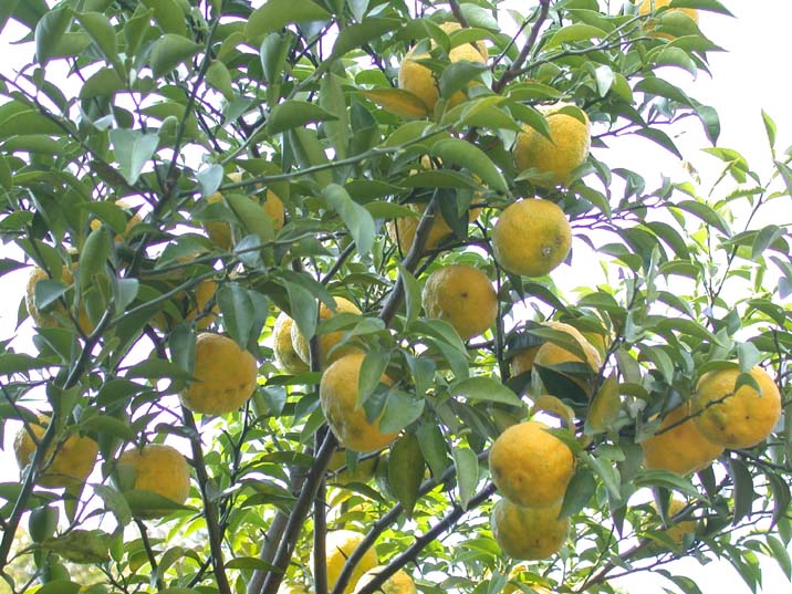 yuzu091021.JPG 716��537 107K