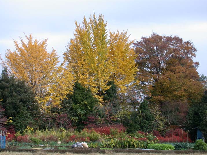 akigesiki101123-1.JPG 716��537 92K