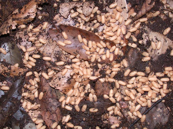 arinosanagi100618.JPG 716��537 120K