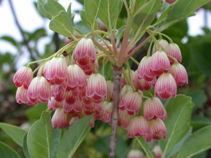 benidoudantutuji100516.JPG 716��537 49K