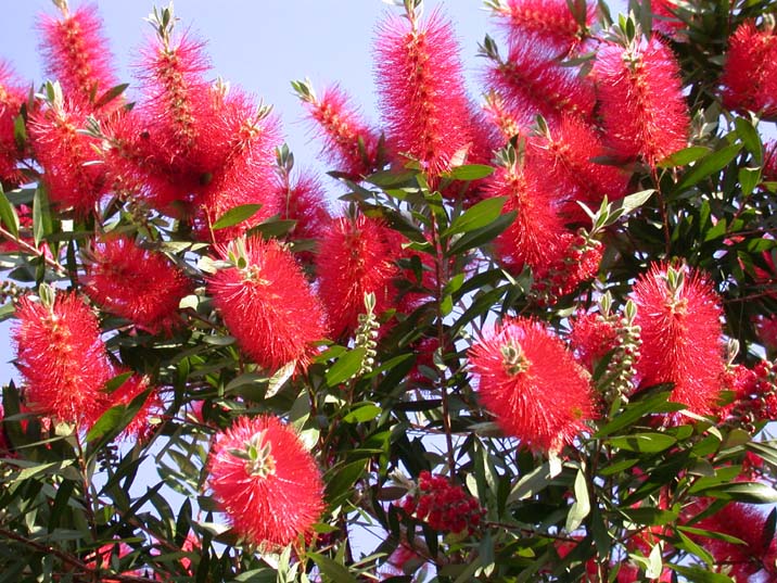 burasinoki100603.JPG 716��537 125K