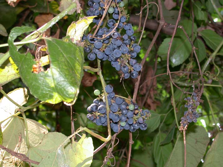 ebizuru100813-2.JPG 716��537 76K