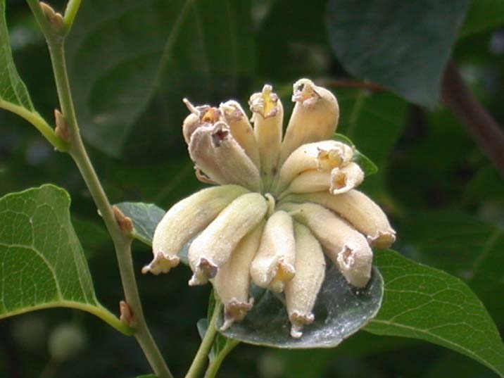 egonokinekoasi100720.JPG 716��537 37K