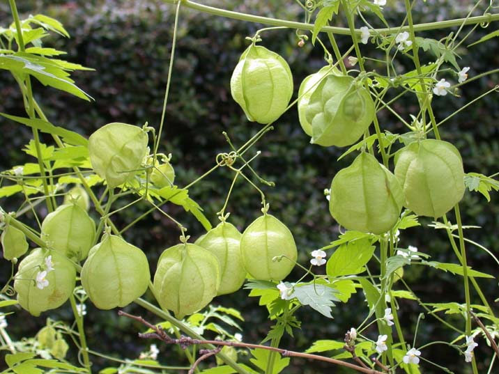 fuusenkazura100825-1.JPG 716��537 82K