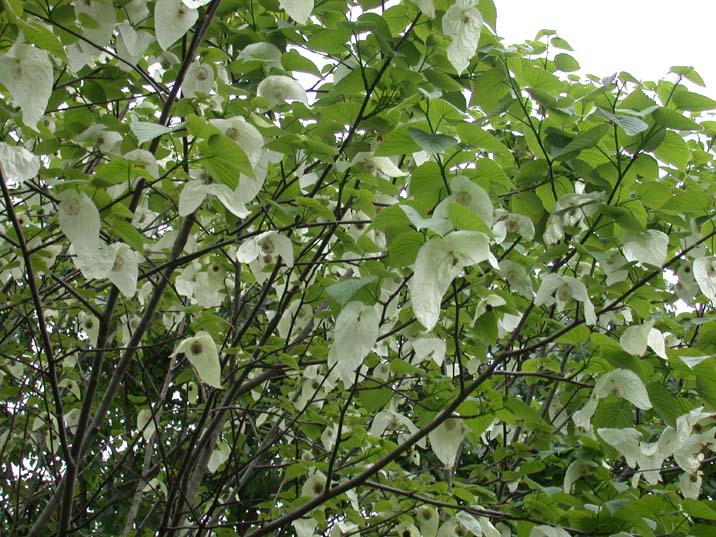 hankatinoki100516.JPG 716��537 108K