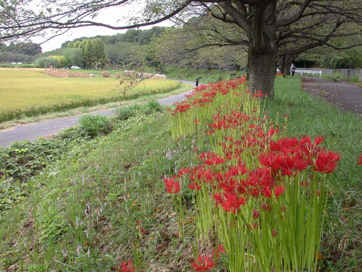 higanbana100922-2.JPG 716��537 108K