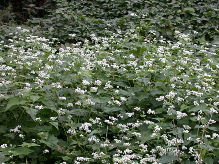 himarayasoba101022-2.JPG 716��537 121K