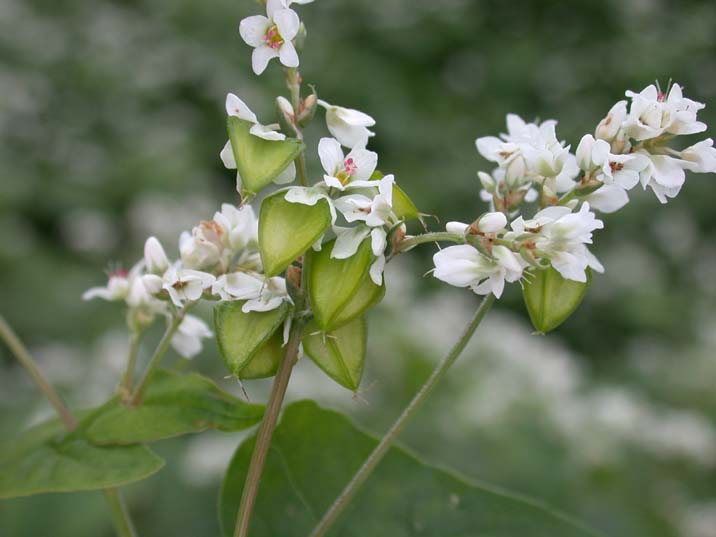 himarayasobanomi101025-1.JPG 716��537 37K