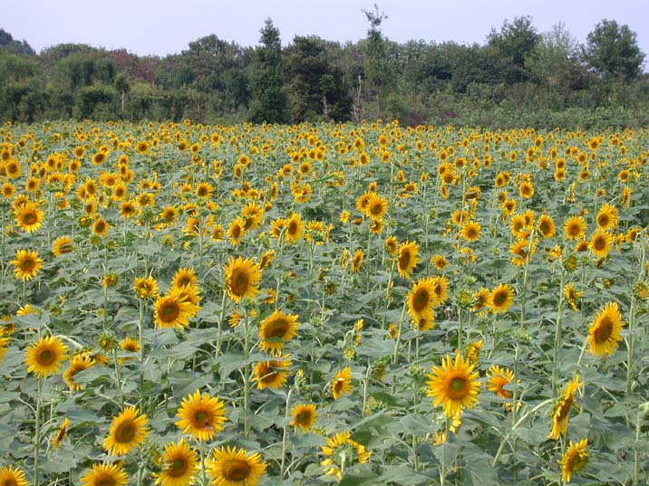 himawari100920.JPG 716��537 120K