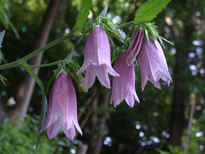 hotarubukuro100601.JPG 716��537 49K