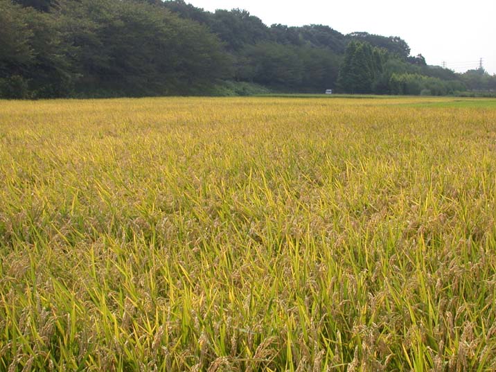 inaho100901.JPG 716��537 99K