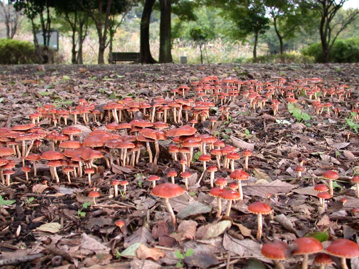 kabairotake101031-1.JPG 716��537 114K