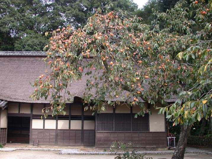 kaki101016.JPG 716��537 112K