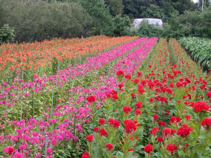 keitouhatake101007.JPG 716��537 127K