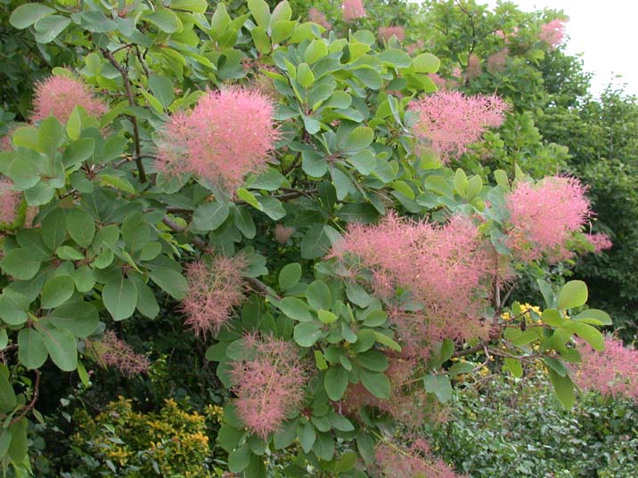 kemurinoki100610.JPG 716��537 94K