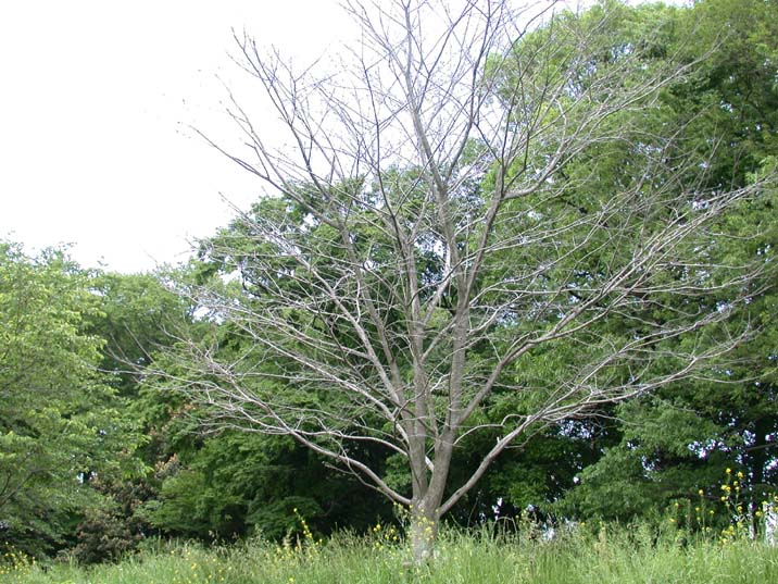 kosisakura100523.JPG 716��537 121K