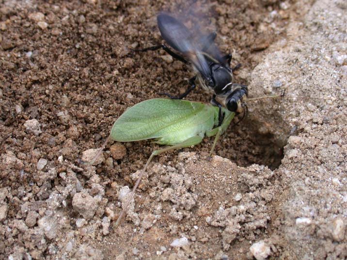 kuroanabati100731-1.JPG 716��537 101K