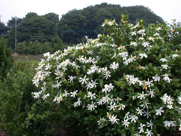 kutinasi100614-1.JPG 716��537 106K