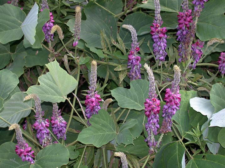 kuzunohana100909-1.JPG 716��537 87K